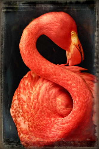 's' is for flamingo