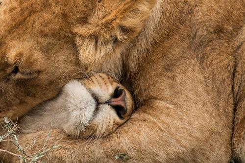 Lion Hug