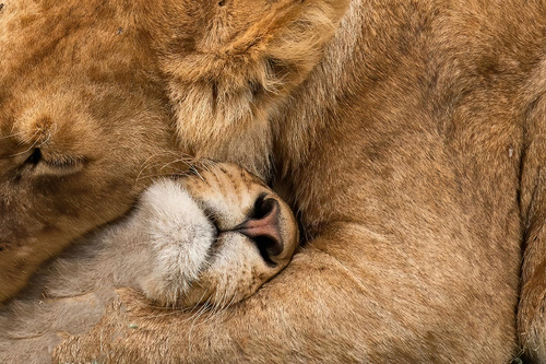 Lion Hug   D