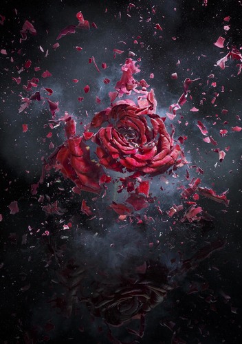 Exploding Rose