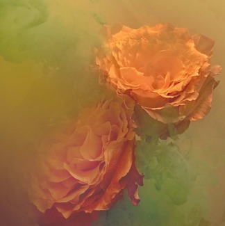 Flores Fluitantes Color Awards Winners and Nominees