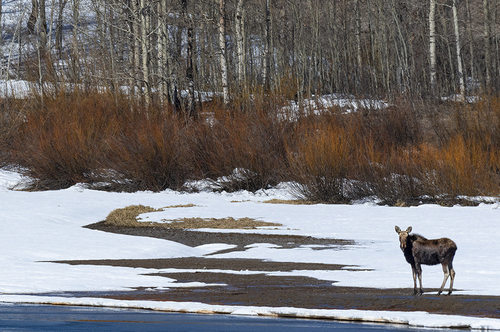 Moose on Jackson Lake