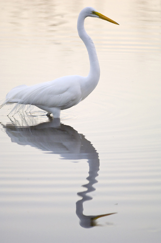 Egret-at-Dusk