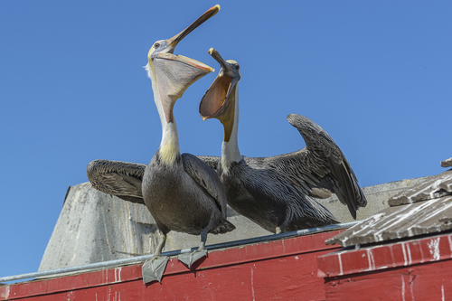 Pelicans Play