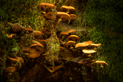 Mushroom Hideout