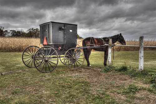 Amish Carriage and Horse, Princeton, Wisconsin, 2004
