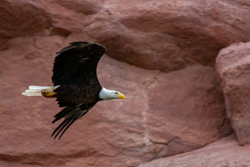 Bald Eagle In The Canyon
