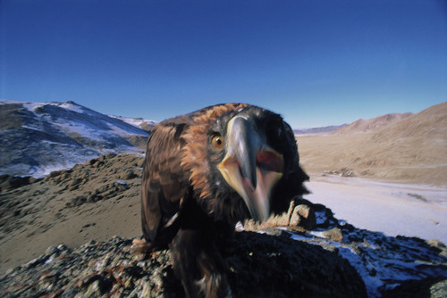 golden eagle W Mongolia