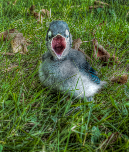 Big Mouth Baby Blue Jay
