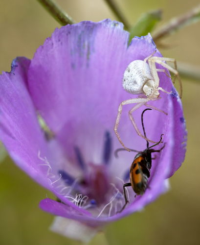 Clarkia, Spider & Beetle