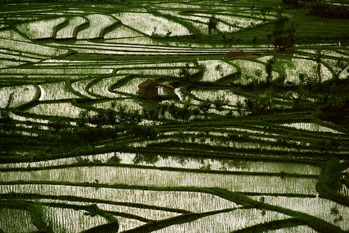 Rice Terrace Abstract