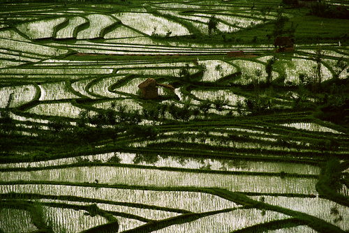 Rice Terrace Abstract Rice Terrace Abstract