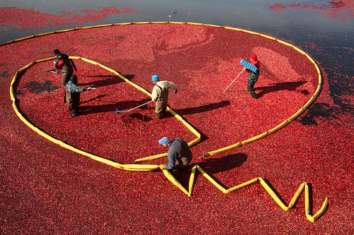 The Cranberry Harvest. Massachusetts, USA