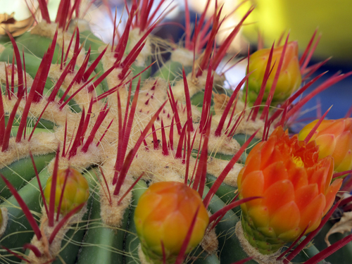 Cactus A'bloom