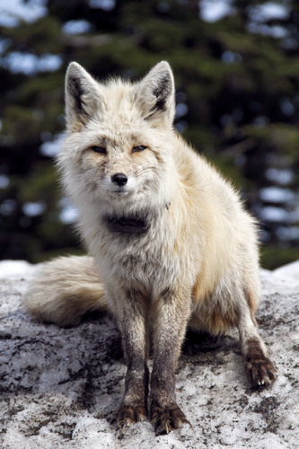 Mount Rainier Fox