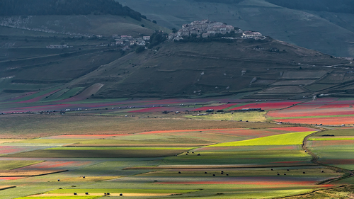 Fields of Castelluccio