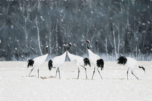 Red-crowned crane‘s Shadow