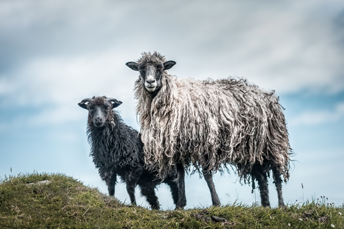 Faroe Sheeps