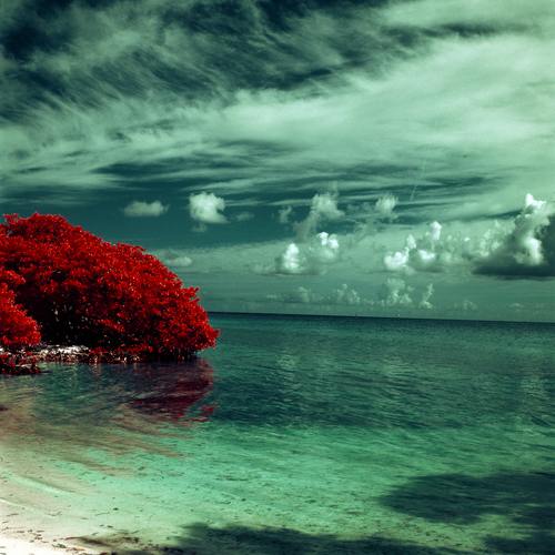 Red Mangroves Reflecting