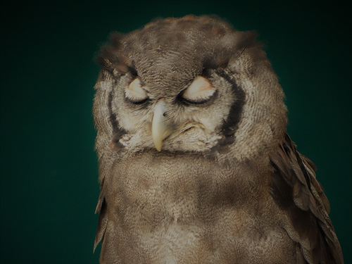 The smug owl