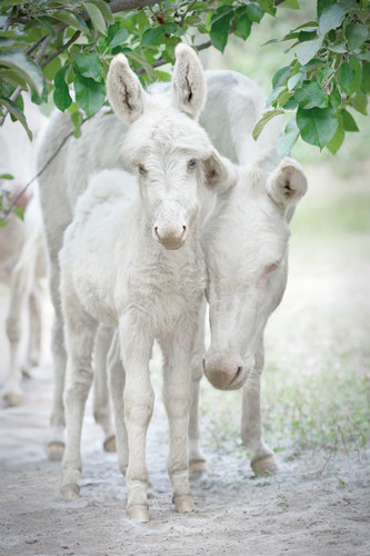 White Donkeys