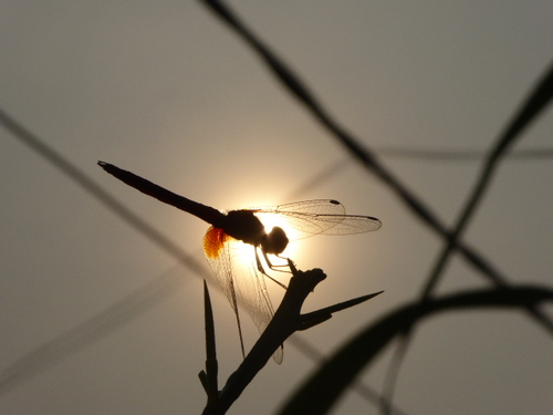 Dragonfly at Dawn