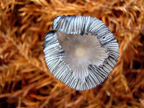 A different perspective [Coprinus Lagopus]