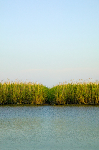 Tall Grass on the Delta