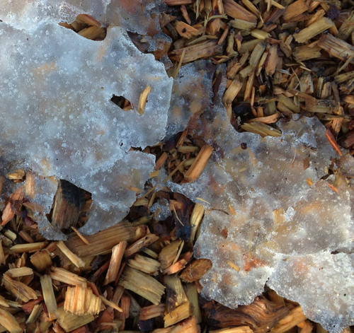 Icy Stares Icy Stares