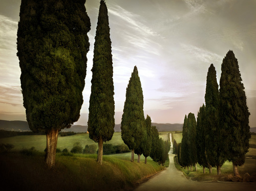 Cypress Lined Road, Siena, Tuscany