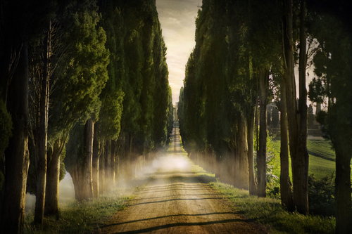 Cypress Lined Road II, Siena, Italy