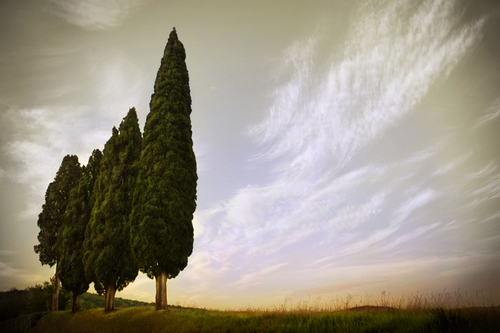 Four Cypress, Tuscany