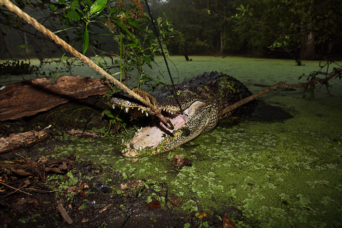 Alligator Hunt, Louisiana