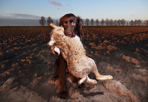 Dog with Hare, Holland