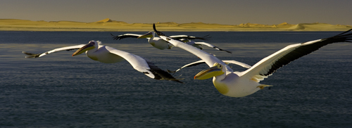 Pelicanos y Dunas