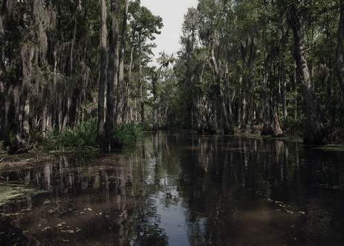 Louisiana swamp 1