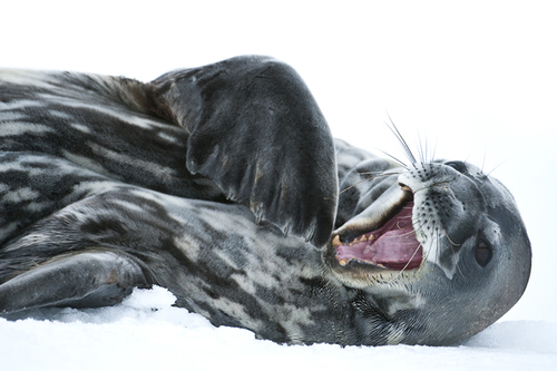 The laughing seal
