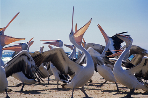 laughing pelicans