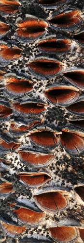 Banksia cone after fire
