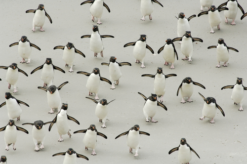 Rockhopper penguins rush hour