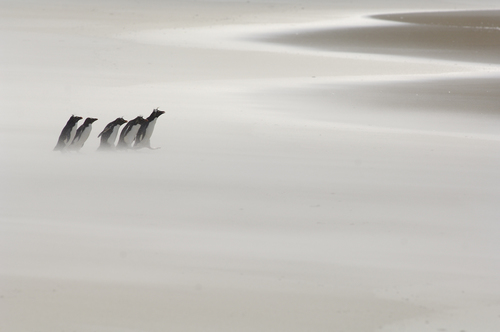 Rockhopper penguins walk