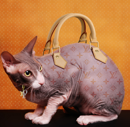 Cat Louis Vuitton