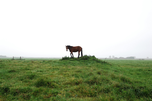 lonely horse