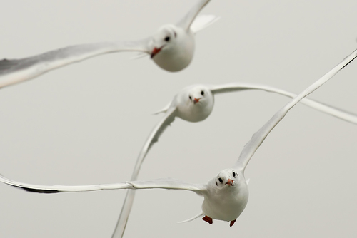 gulls in fly - Holland - Texel Islands