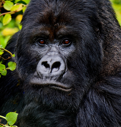 Gorilla Portrait in Rwanda