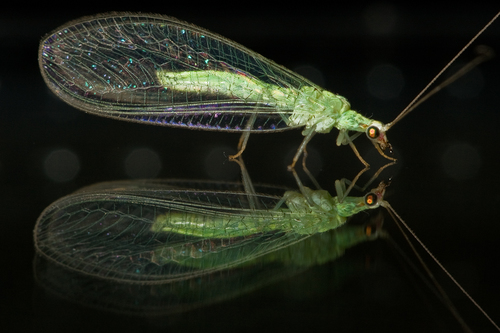 Lacewing reflected