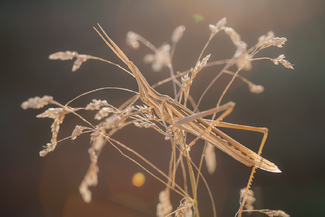 Acrida Ungarica Ssp Mediterranea Color Awards Winners and Nominees