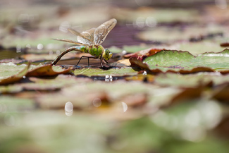 Egg-laying Emperor Dragonfly Color Awards Winners and Nominees