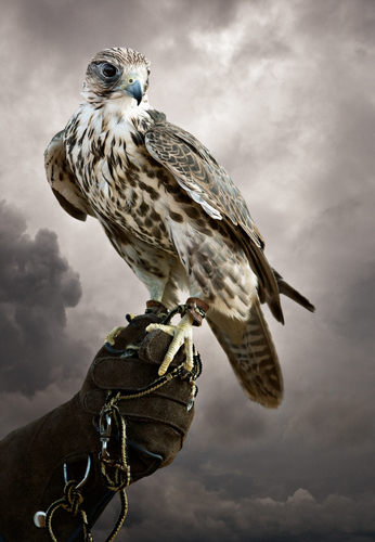 Arabian Hunting Falcon