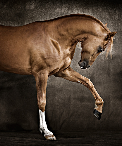 Arabian Stallion (2)